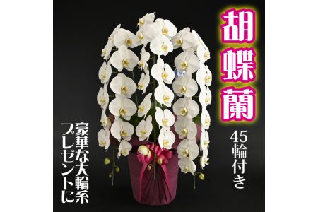 胡蝶蘭(大輪系・45輪付き)【豪華な大輪系】 FAA-085