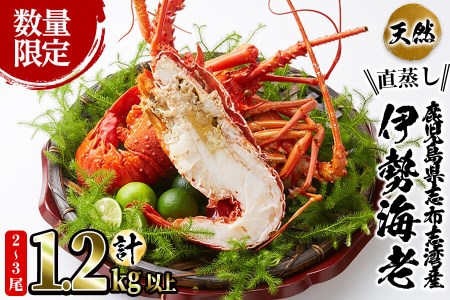 【数量限定】志布志湾産 天然の伊勢海老＜直蒸し＞計1.2kg以上 c7-005