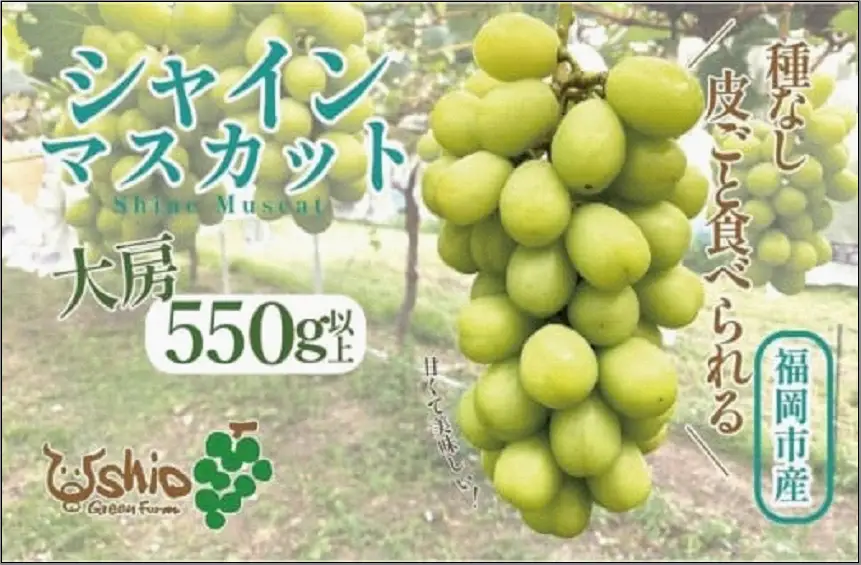 シャインマスカット 福岡市産 550g以上 １房 【北海道・沖縄・離島配送不可】【2026年8月以降順次発送】 | 果物 フルーツ マスカット ぶどう ブドウ 葡萄 種なし くだもの 食品 人気 おすすめ 送料無料 期間限定 数量限定