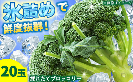 【2026年7月以降順次発送】ブロッコリー 20玉 北海道 先行予約 [AXBD001]