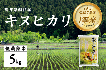 【令和7年産】福井県産 おしどり米 キヌヒカリ 5kg
