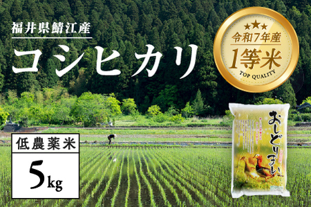 【令和7年産】福井県産 おしどり米 コシヒカリ 5kg