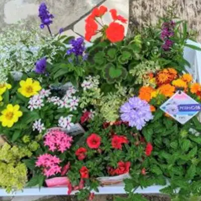 花苗 春 秋 年2回コース フラワー ギフト 季節 お花 ガーデニング 旬