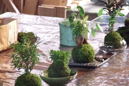 1107 おかげ横丁　苔玉作り体験(１名様分）　苔玉作り　苔テラリウム　小さなコケ　苔玉　育て方　観賞　苔玉栽培　苔　