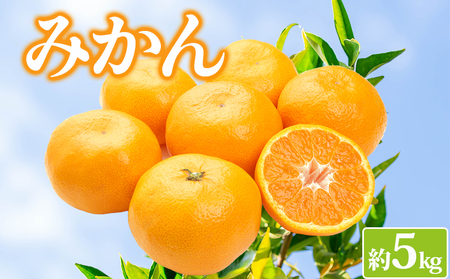 みかん 約5kg 柑橘 みかん 
