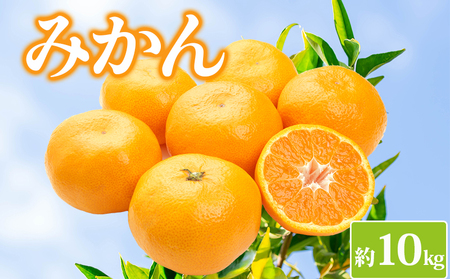 みかん 約10kg 柑橘 みかん