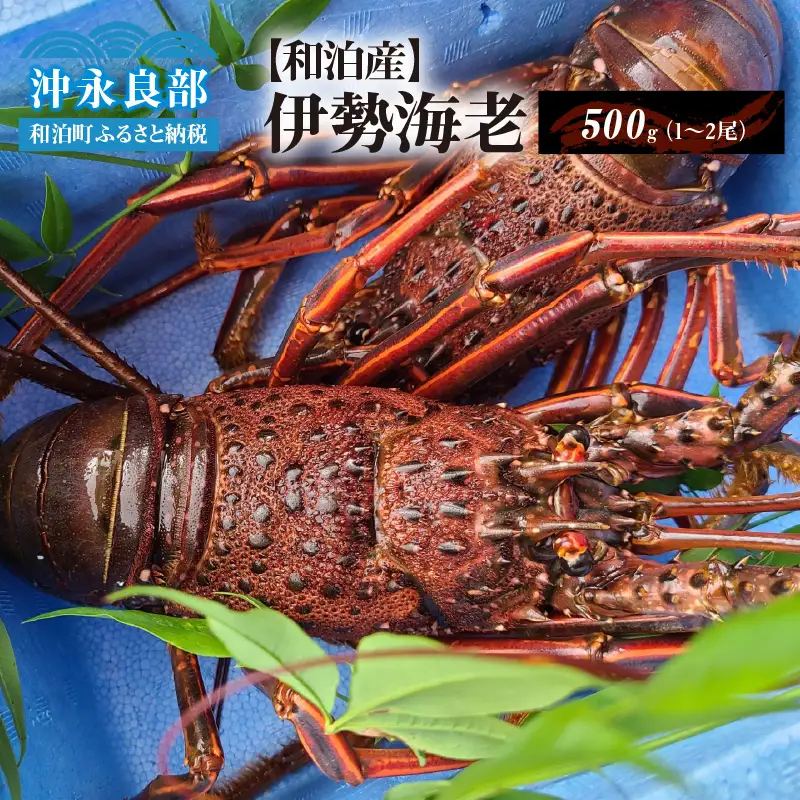 【漁師直送】活き〆 冷凍 天然伊勢海老 500g（1～2尾） W005-009u 海老 エビ 海鮮 魚介