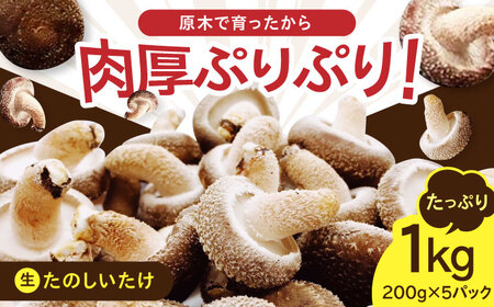 原木 生しいたけ 1kg/200g×5 椎茸 シイタケ 北海道 [AXAI001]