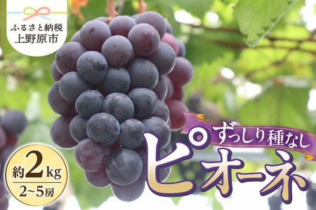 【山梨県山梨市産】ピオーネ 約2kg 種なしピオーネ ぶどう