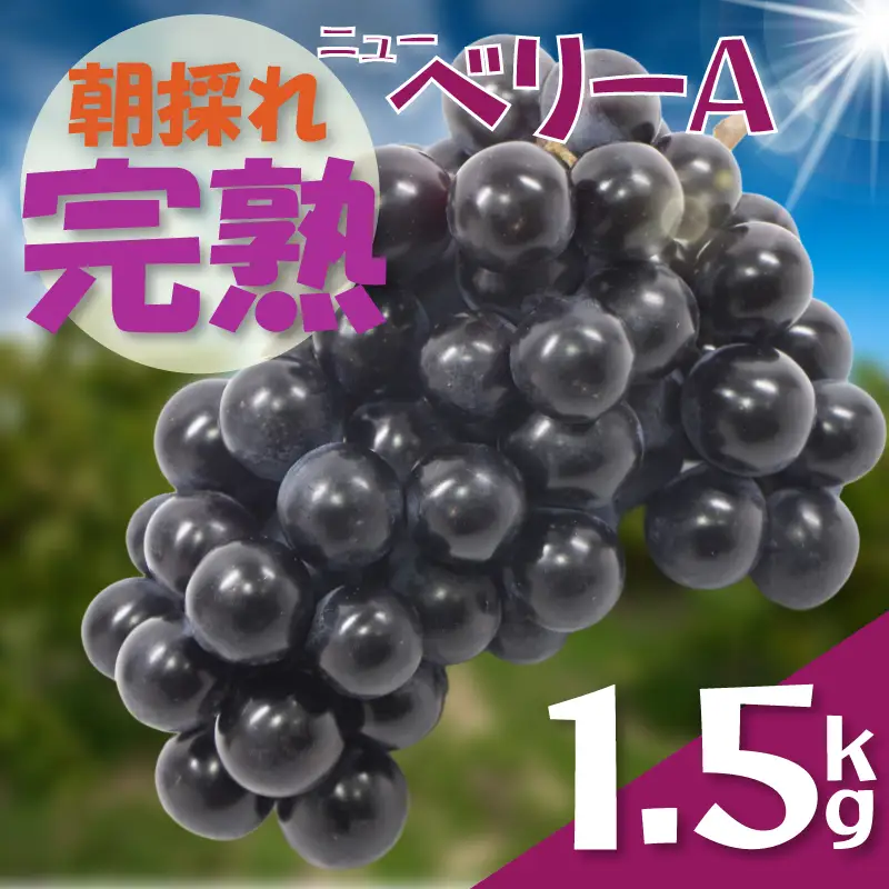 ぶどう ニューベリー A【先行予約】【2026年8月下旬から発送】1.5㎏｜ぶどう RYE