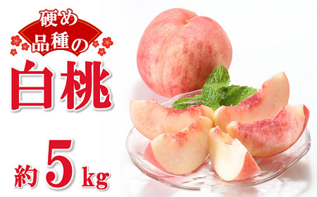 【令和8年産先行予約】 硬めの白桃 約5kg (8～22玉 秀) 《令和8年8月下旬～10月上旬発送》 『フードシステムズ』 モモ 果物 フルーツ 山形県 南陽市 [1387]