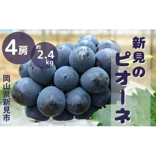新見の特選ピオーネ 約2.4kg 4房 【先行予約 9月中旬～10月上旬発送】