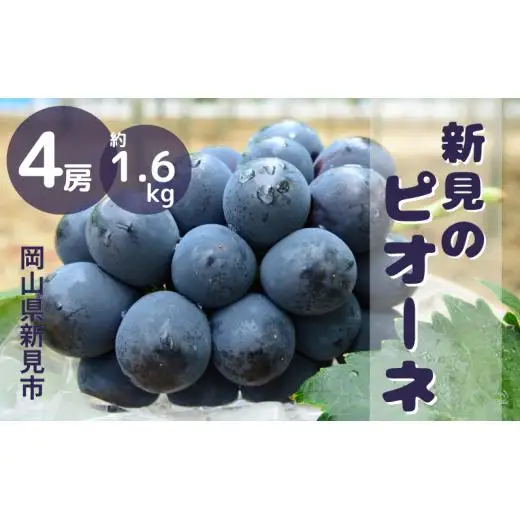 新見のピオーネ 約1.6kg 4房 【先行予約 9月中旬～10月上旬発送】
