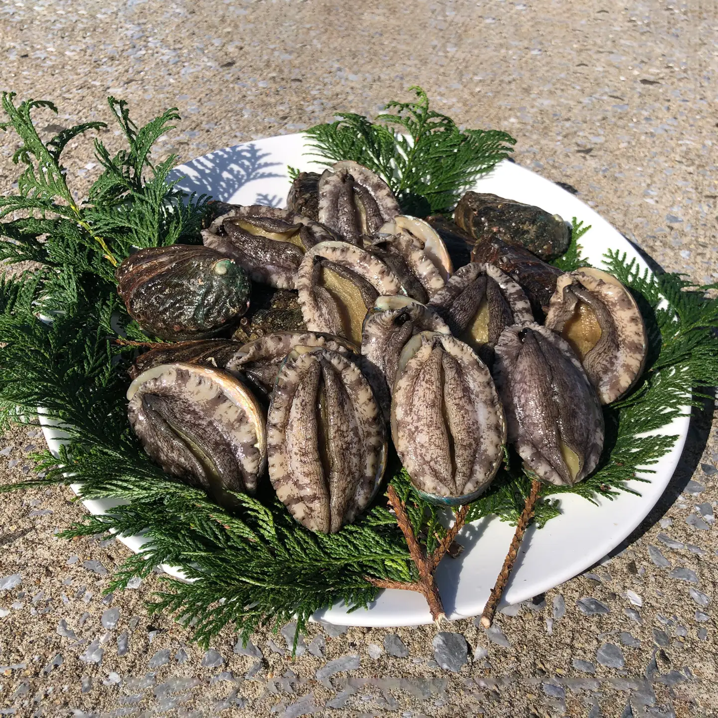奥尻島産 活蝦夷アワビ（養殖）10個入り 70mm以上