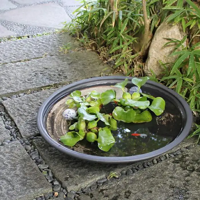 信楽焼 18号黒ハケメ浅型水鉢 睡蓮鉢 メダカ鉢