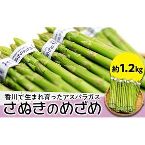 香川で生まれ育ったアスパラガス「さぬきのめざめ」