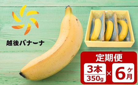 【定期便・雪国新潟産バナナ】3本（350g）×6回 濃厚な甘さともっちり食感！安心安全の越後バナーナ[ZK911]