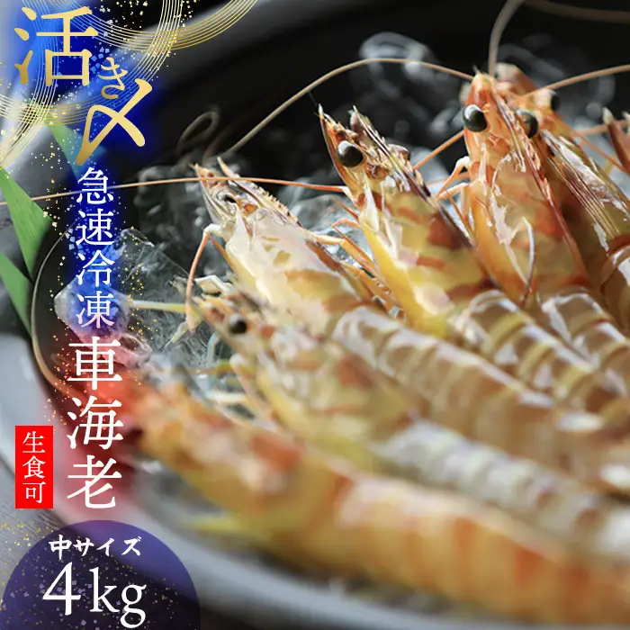 車海老【久米総合開発】活き〆急速冷凍 久米島ブランド車海老 中サイズ 4kg  車えび 海鮮