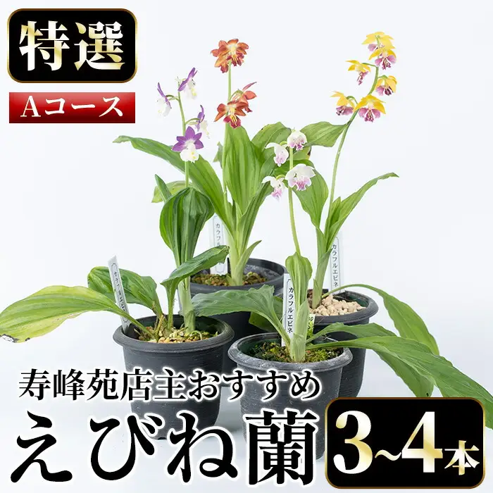 【個数限定】えびね蘭 3本～4本 Aコース 苗 鉢入り【00-045-01】