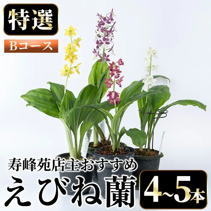 【個数限定】えびね蘭 4本～5本 Bコース 苗 鉢入り【00-045-02】 