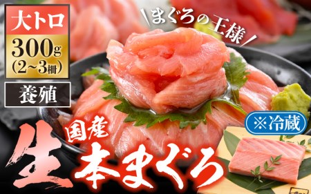 まぐろの王様！生本マグロ 大トロ 300g [e04-b029]