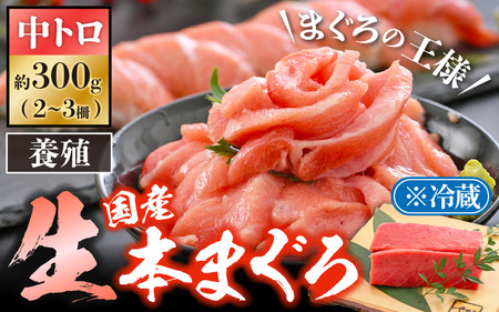  まぐろの王様！生本マグロ 中トロ 300g  [e04-a081]