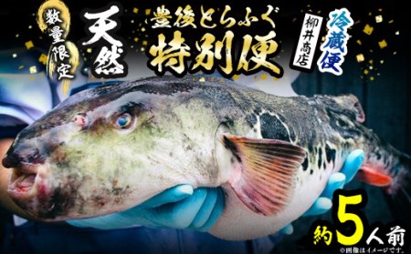 数量限定！豊後水道 天然とらふぐ 特別便 (約5人前) ふぐ フグ とらふぐ ヒレ 皮 アラ てっちり鍋 鍋 ふぐ唐揚げ ふぐ刺し フグ刺し 刺身 鮮魚 冷蔵 国産【AB104】【柳井商店】
