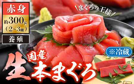 まぐろの王様！生本マグロ 赤身 300g  [e04-a082]
