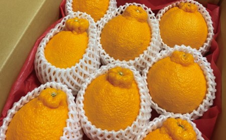 サイズ 2L 以上 ハウス不知火 8～12玉 約3kg【mok005A】