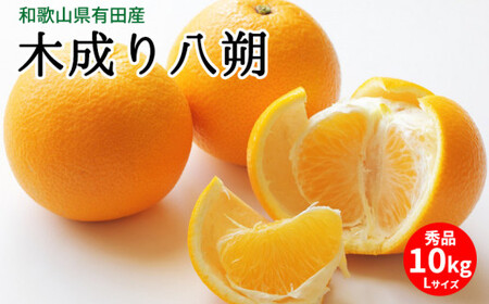 U6231n_【2027年先行予約】木成り八朔 秀品 約10kg Lサイズ 和歌山県有田産