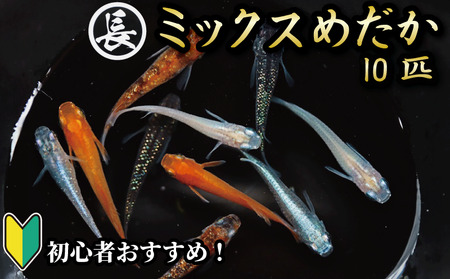 【メダカ】ミックスめだか 10匹 死着補償 飼育ガイド