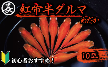 【めだか 紅帝半ダルマ】 10匹 めだか 初心者 牧之原市