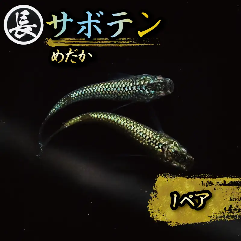 【メダカ】サボテン 1ペア めだか 