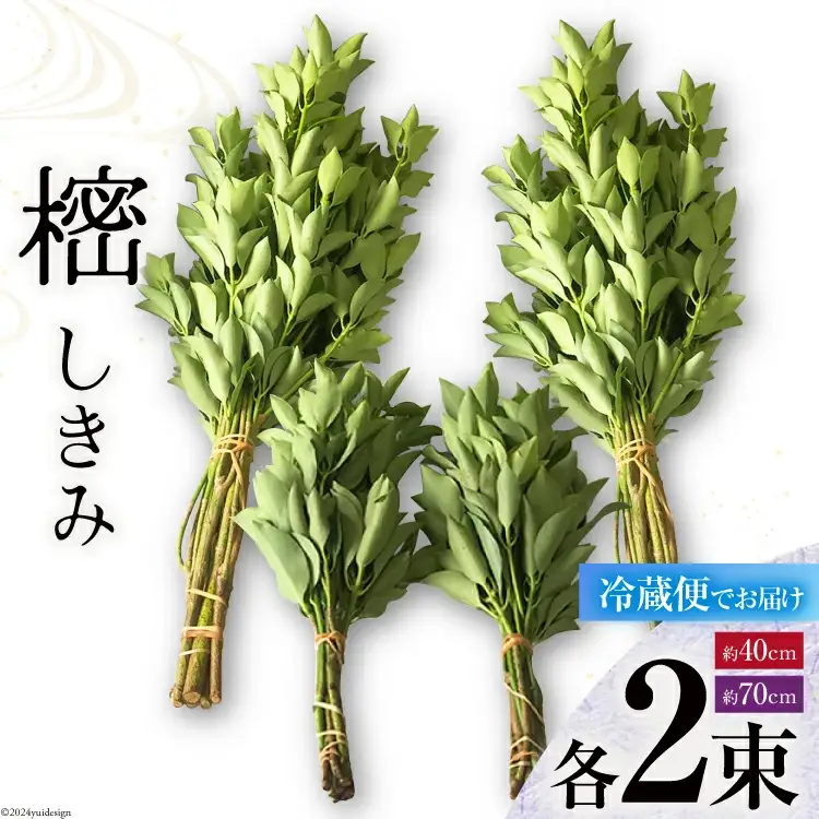 しきみ しきび 4束 セット 70cm 40cm 各2束 [中村しきみ園 宮崎県 美郷町 31ay0003]