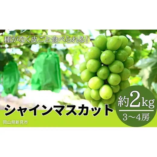 林農園 シャインマスカット 約2kg 3～4房 【先行予約 10月上旬から順次発送】