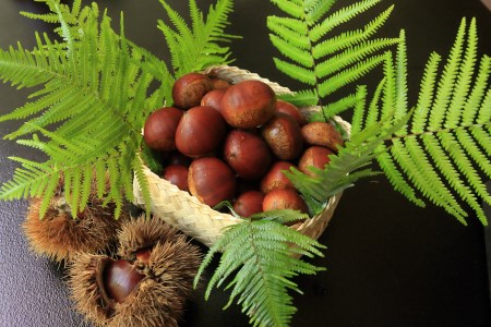丹波栗 厳選大粒 1.2kg 栗