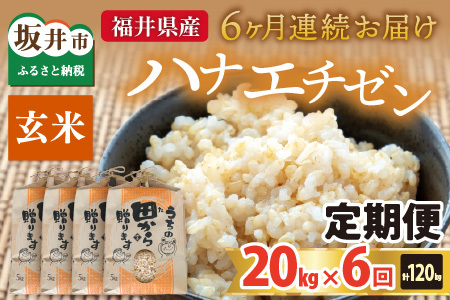 【先行予約】【令和8年産・新米】定期便 ≪6ヶ月連続お届け≫ ハナエチゼン20kg×6回 計120kg （玄米）【2026年9月上旬以降順次発送予定】 [O-8910_02]