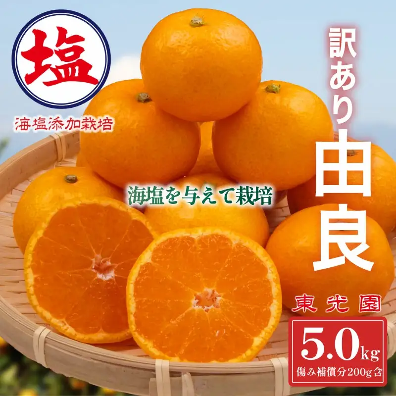 【予約受付】 由良 みかん 5kg 10月上旬 順次発送 訳あり みかん 柑橘