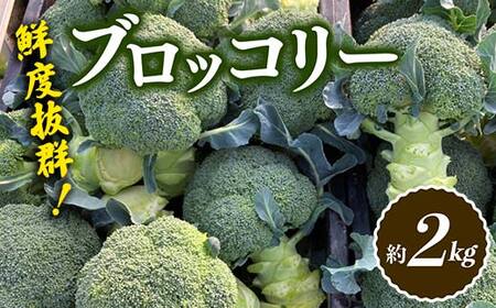 【先行予約2026年10月～2027年5月頃お届け】鮮度抜群！ブロッコリー (約2kg) 朝採り 朝採れ 朝どれ ブロッコリー 野菜 サラダ 食品 名産 四国 F5J-922