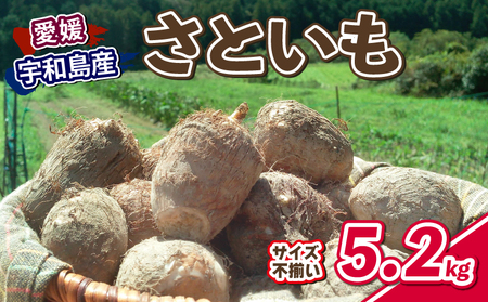 里芋 5.2kg さといも サイズ 不揃い 御槇米生産協議会 里芋愛媛宇和島 F012-018001