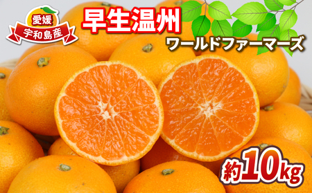 【みかん】早生温州10kgWFみかん B012-024001