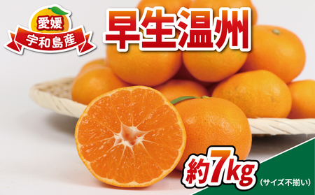 愛媛みかん 早生温州 7kg 家庭用 大小混合 南四国ファーム mikan みかん 不揃い 早生 温州 温州みかん 愛媛ミカン 愛媛蜜柑 果物 くだもの フルーツ 柑橘 蜜柑 産地直送 数量限定 国産 宇和島 B010-035001
