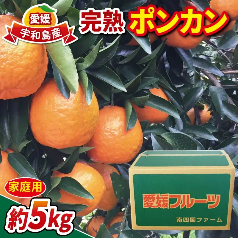 【柑橘】 家庭用 完熟 ポンカン 約 5kg 南四国ファーム 柑橘 B010-035004