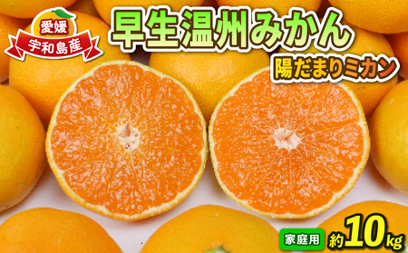 早生 みかん 10kg 家庭用 陽だまりミカン 早生 B012-050001