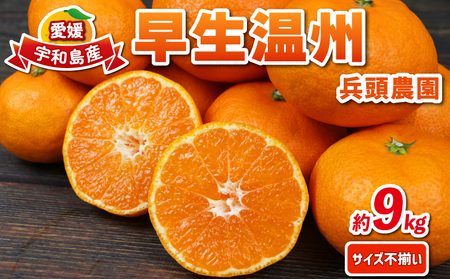 愛媛みかん 早生温州 9kg サイズ不揃い 家庭用 兵頭農園 先行予約 みかん mikan 愛媛ミカン 愛媛蜜柑 早生 温州 温州みかん 不揃い 果物 くだもの フルーツ 柑橘 蜜柑 産地直送 農家直送 数量限定 国産 愛媛県産 愛媛 宇和島 B012-055001