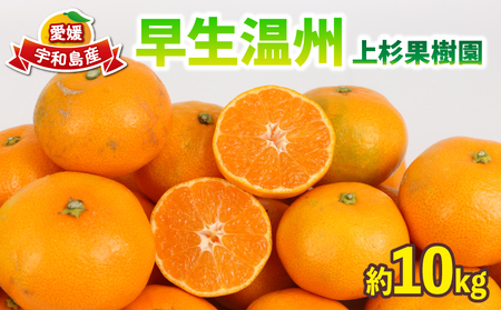 愛媛みかん 早生 温州 10kg サイズ 不揃い 家庭用 上杉果樹園 温州みかん B012-056001