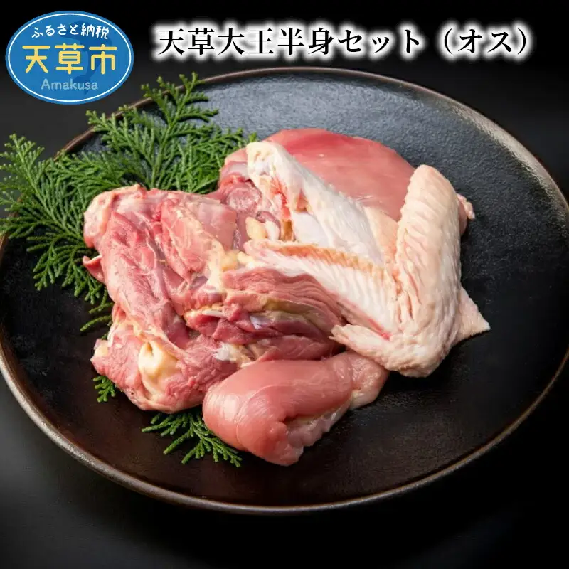 S081-012A_天草大王半身セット（オス）