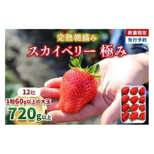 いちご 完熟 朝摘み スカイベリー 極み 12粒 【2027年 先行予約】