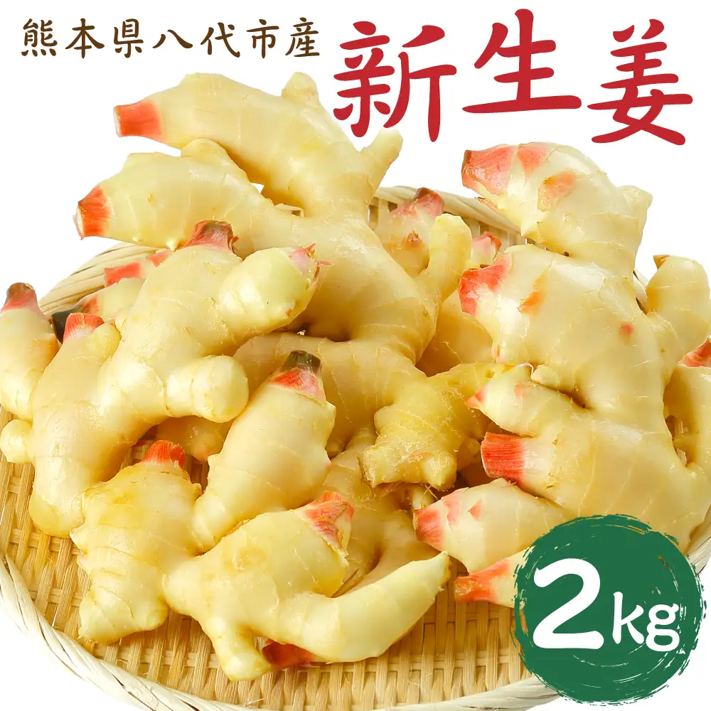 【先行予約】 熊本県八代市産 新生姜2kg 季節限定 しょうが ショウガ ガリ ジンジャー 野菜 食品 温活 冷え対策 旬 【2026年9月上旬より順次発送】