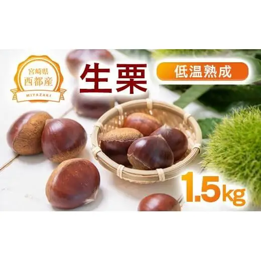 【先行予約】低温熟成栗 国産生栗1.5kg 糖度２～３倍  西都市産＜49-2a＞